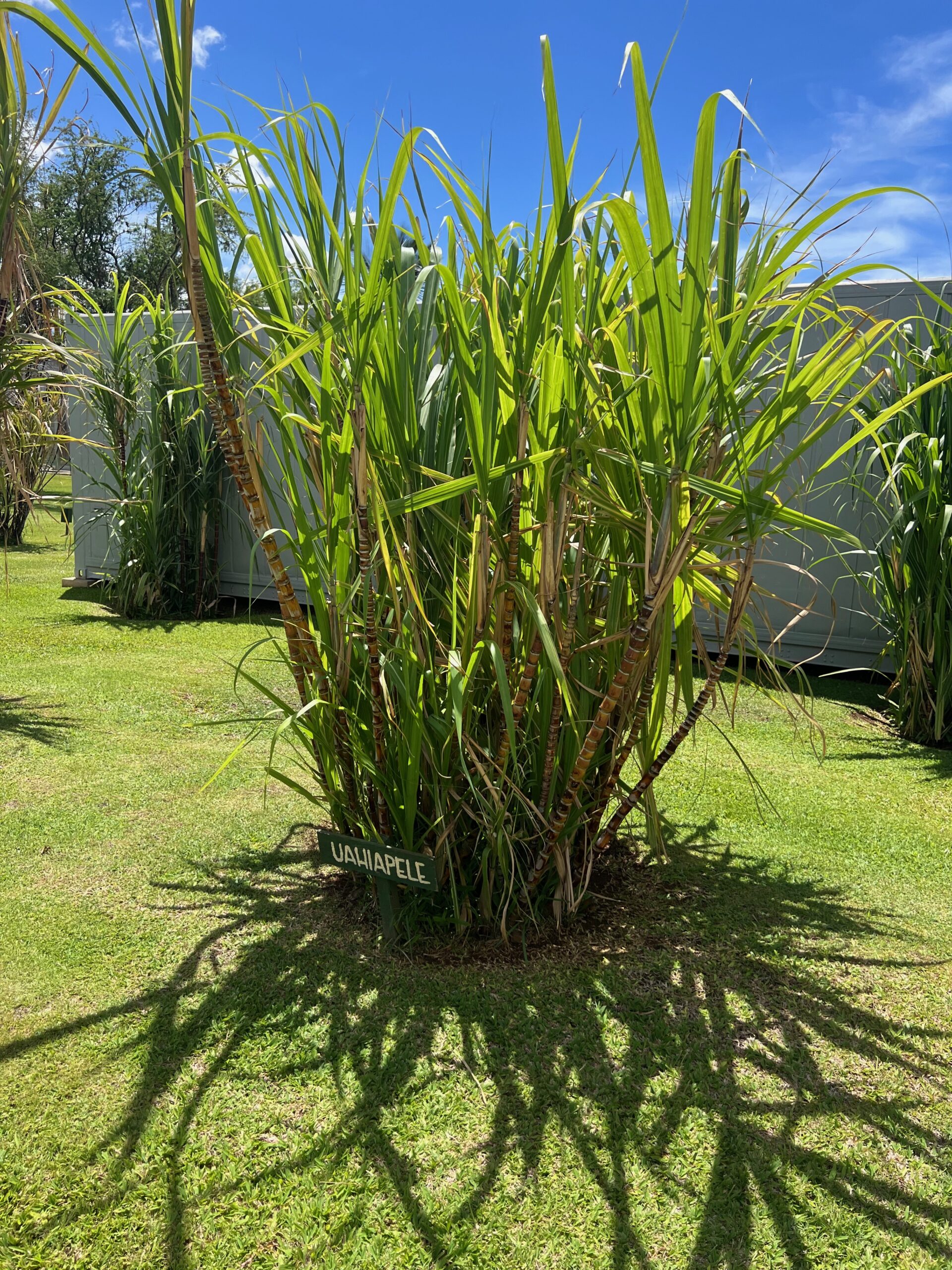 SugarCane1